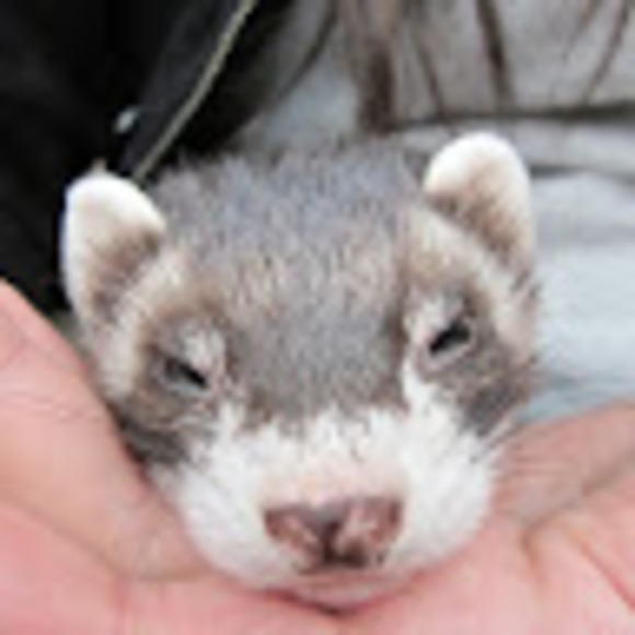 Meet your Posher, Jenny - Picture 1 of 1